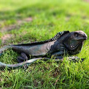Садовая фигура Игуана, 20х49 см.