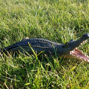 Садовая фигура Крокодил маленький, 15х40 см.