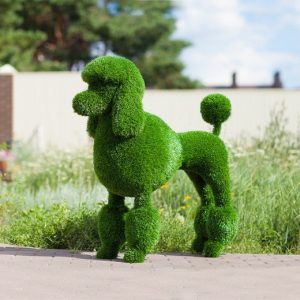 Топиари Пудель 100x40x75 см